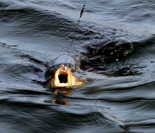 大蒜钓鱼试过吗教你三个小妙招，三分钟聚鱼，一袋烟功夫钓满箱