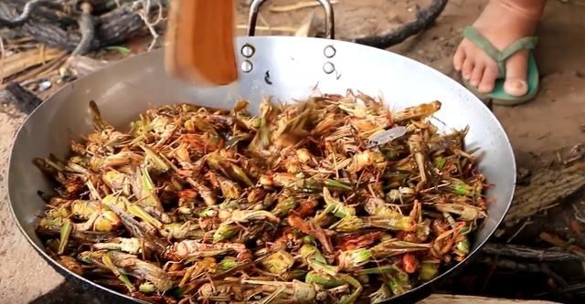 世界各地的昆虫美食小吃，只要够大胆，昆虫肚里咽