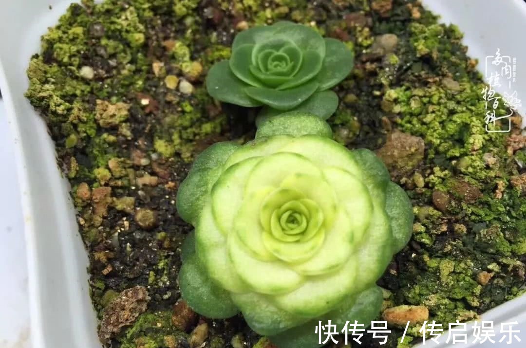 科普“山地玫瑰锦”万中无一，仙气缭绕！附养护知识！