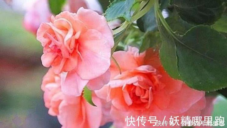 花卉|4种花适合夏天养,家里养一盆,开花漂亮花期长,谁养谁喜欢