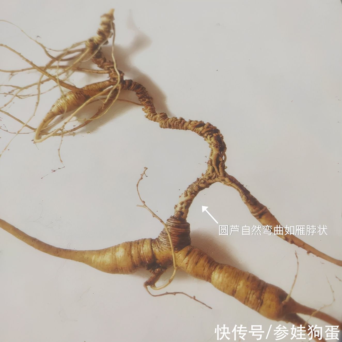 野生人参纯度鉴别