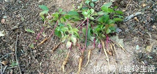 红茎|农村一种奇特野草,红茎有剧毒,绿茎却是上等野菜,一定要认清楚