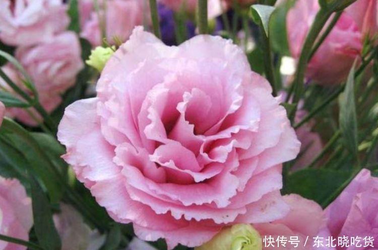 此款花卉,好养易爆盆,养在家里繁花似锦,满屋飘香