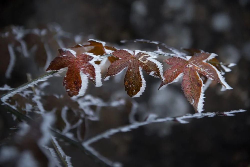 闽北雪景美图合集来啦～真正银装素裹，宛若琉璃世界！