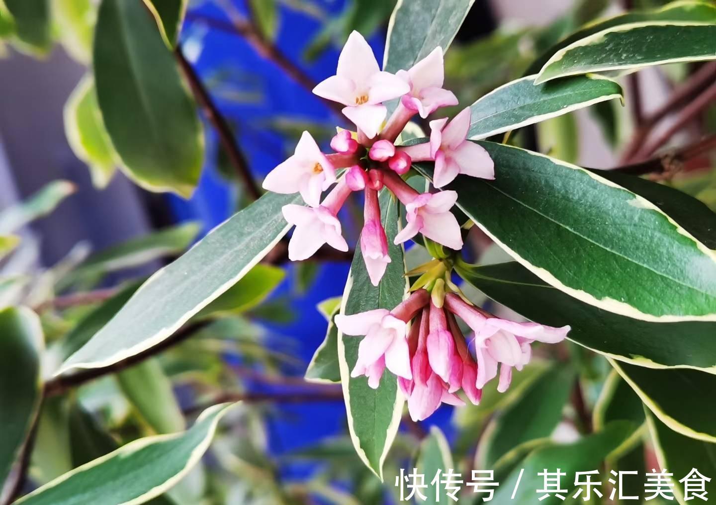 有3种花,花开满室很好打理,名字很吉祥喜庆能净化空气