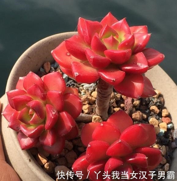 原来可以把蒂亚“虐”这么红,4点掌握了,你养的蒂亚一样红!