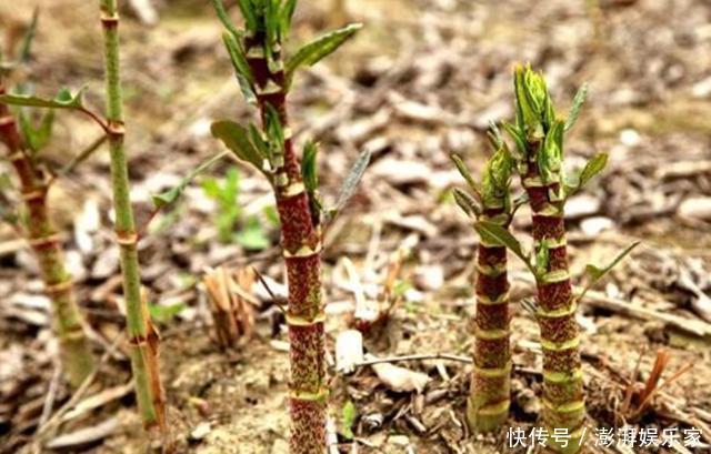 它在国外臭名昭著,在我国却名气很大,80后当成零食吃,12元一斤