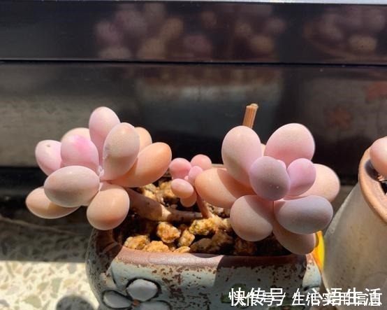 白牡丹|5种超级好养的多肉,如果初次接触多肉,建议不要错过!