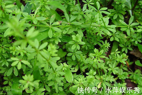1种野草,价值珍贵,路边到处是,却少有人认识,可惜了