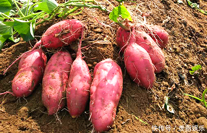 教你自制红薯干,健康无添加,香甜好吃有嚼劲,放一年都不坏