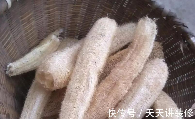 草木灰|秋天能收集到的“养花宝”，这4种一样都不能错过