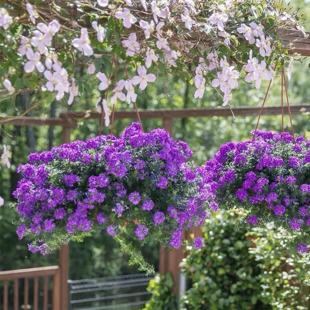株型|最爱晒太阳的8种花,越晒开花越多,阳台养几盆,开花成海
