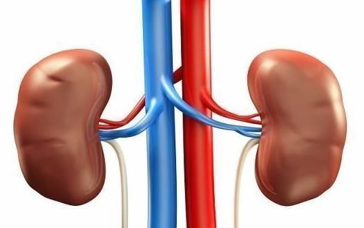 肾脏|一个肾好的人，他身体三个部位可能会“热”，所以最好测试一下！