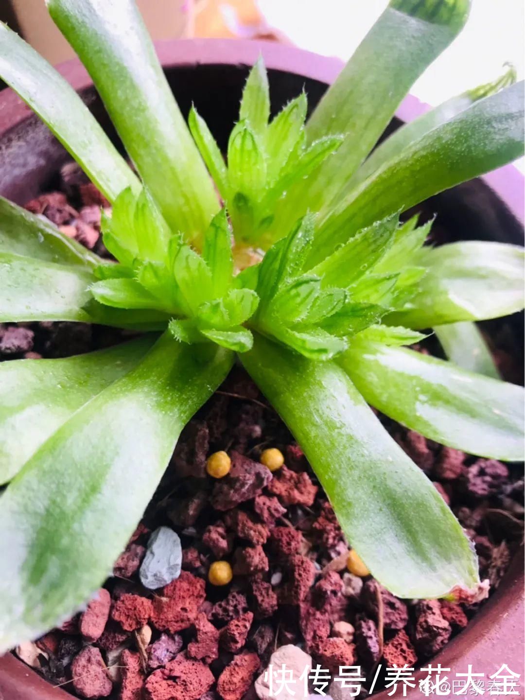 3月是给花剃头的好时机，现在狠心剪，下月就开花