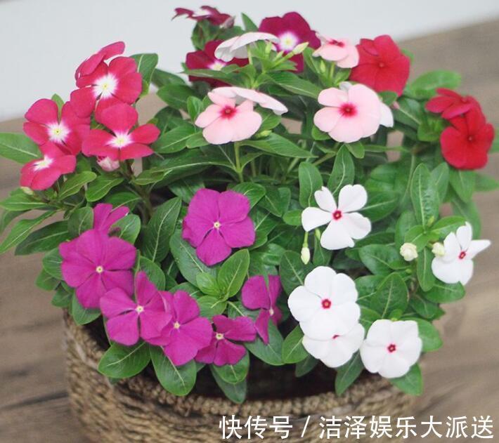 根部|长春花烂根还有救吗教你3个挽救小妙招,让长春花“起死回生”