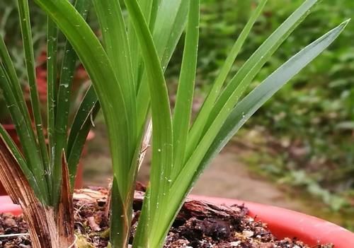 叶子|兰花叶子枯萎怎么办?教你5个妙招,新手兰友一定要知道