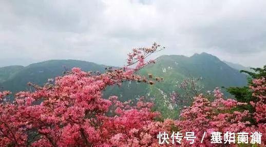 丫鬟!红楼梦中,有一位丫鬟的名字,早已预示林黛玉的悲剧命运