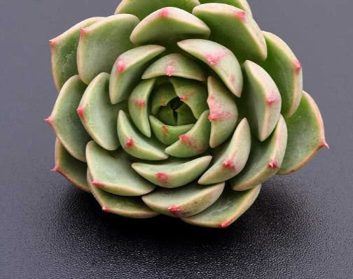 多肉苯巴蒂斯怎么养教你3个小妙招,养出清新多彩的苯巴蒂斯