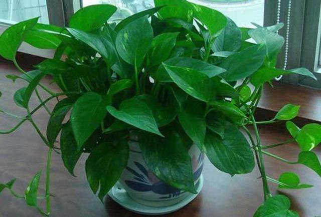 浇花|3种花都是“小酒鬼”,1个月喂2次,土壤疏松透气,叶片油绿发亮