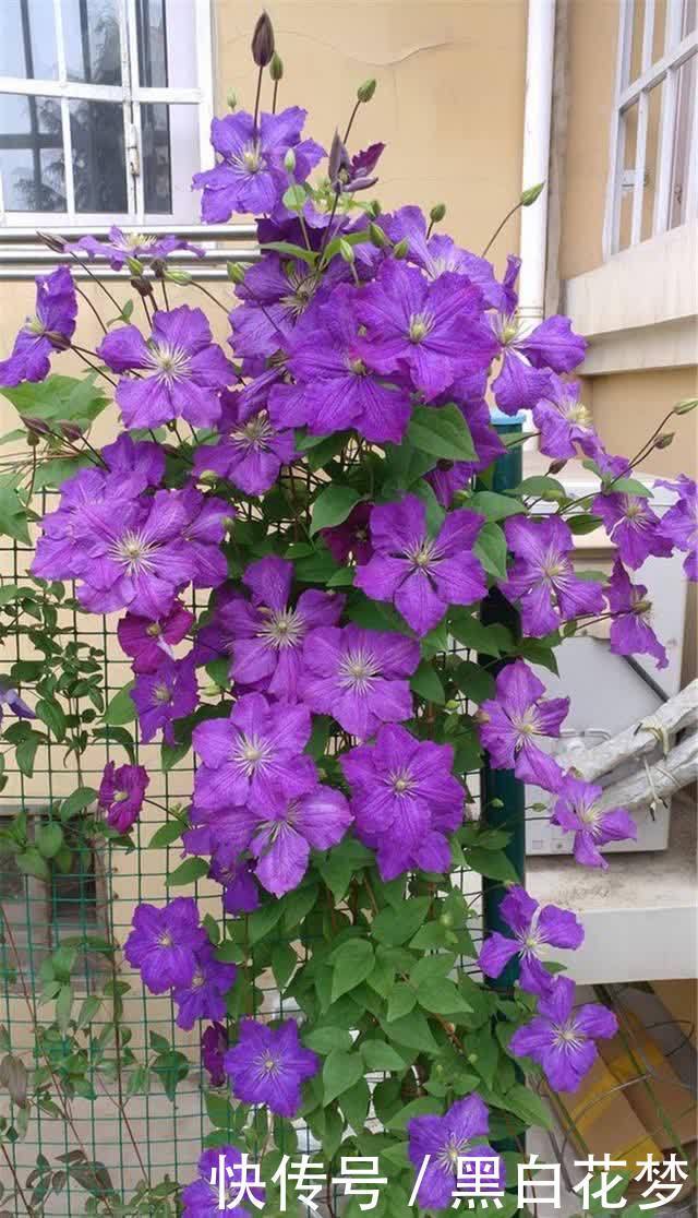 养护|有院子一定要养的“3种花”，花多花大又好看好养，美成一幅画