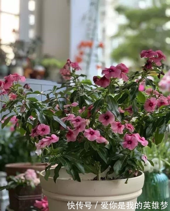 花花量|2种花不怕热,越热越开花,一开200多天,现在种1个月就开爆!