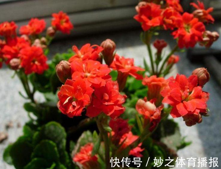 居家就养此款花卉,浇水就疯长,给点阳光就“灿烂”,开花不断!