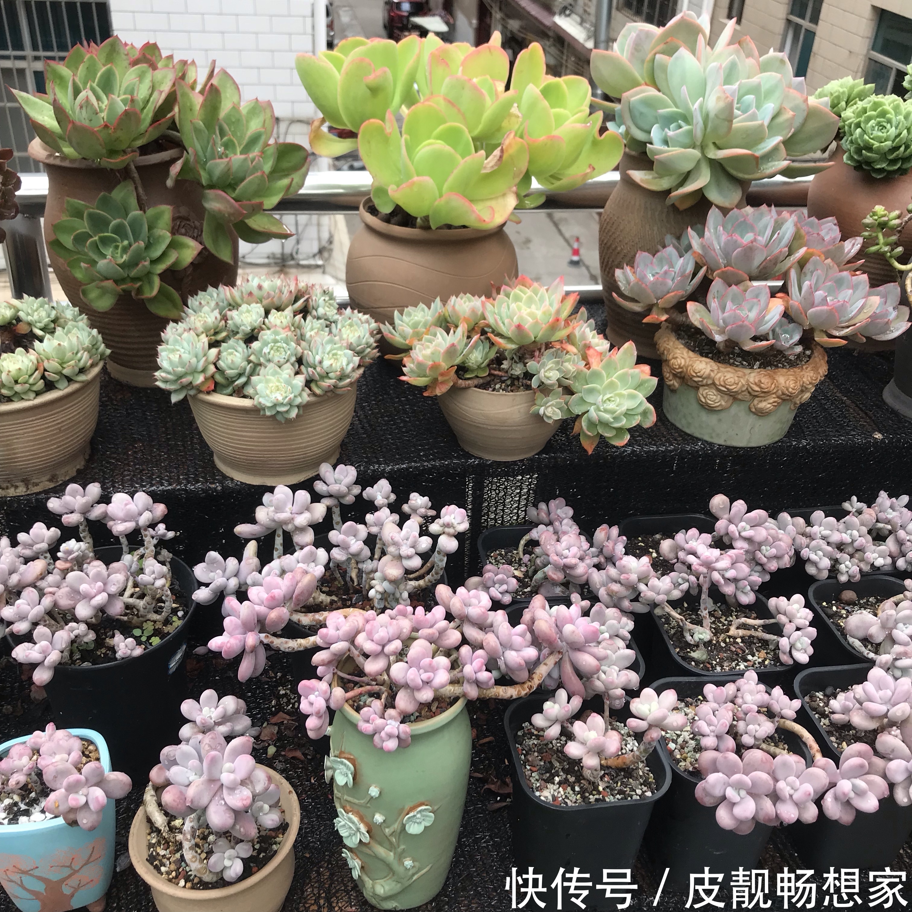 秋季养多肉爆盆技巧，不要犯了3个错，多肉长成大老桩