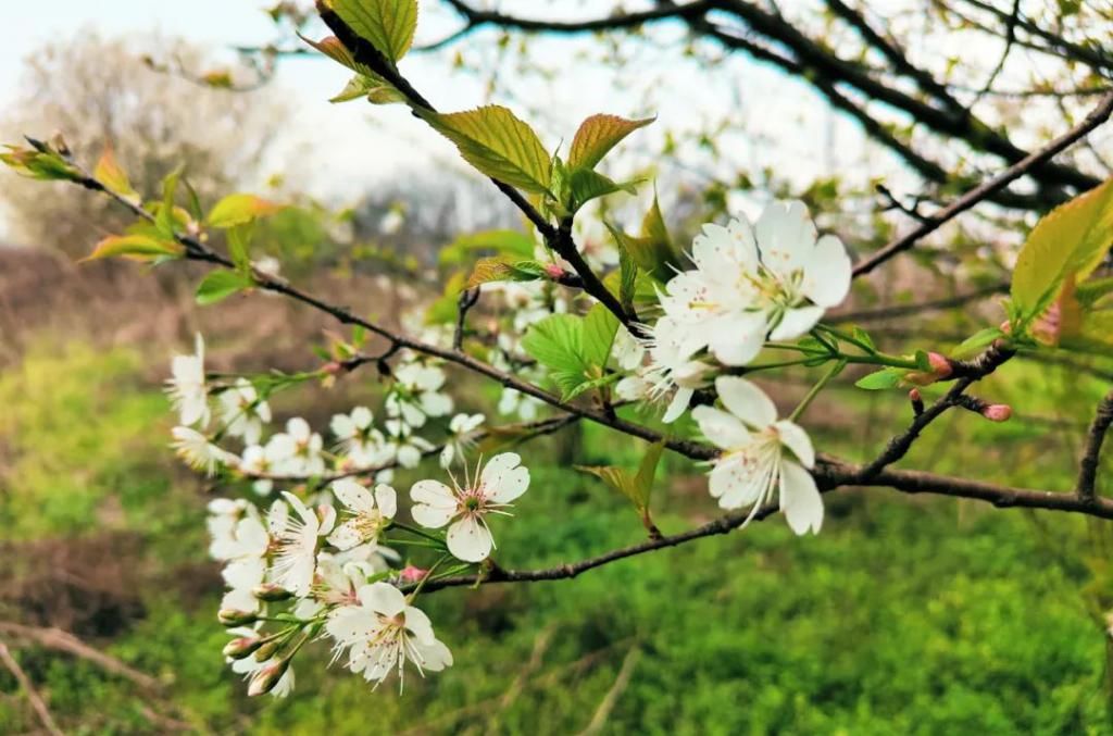 西湖管理区：枝头花开 大地春来