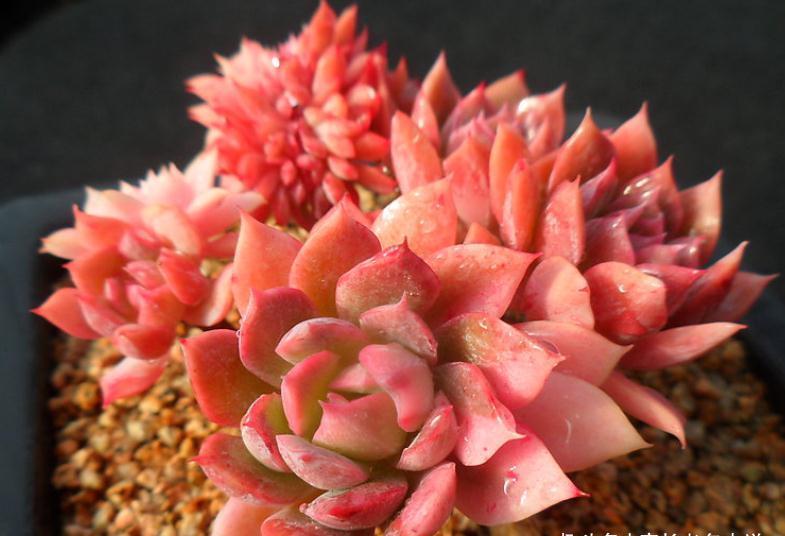 多肉蓝安娜为什么又叫火焰杯?若是你看过它最美的状态就会懂了