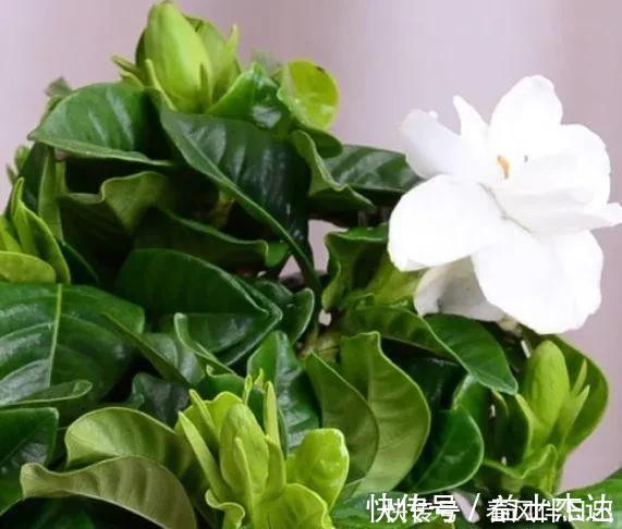 不管有钱没钱，家里养这十种植物，招财镇宅又养人