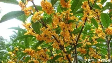 桂花,就是最美秋日诗词!
