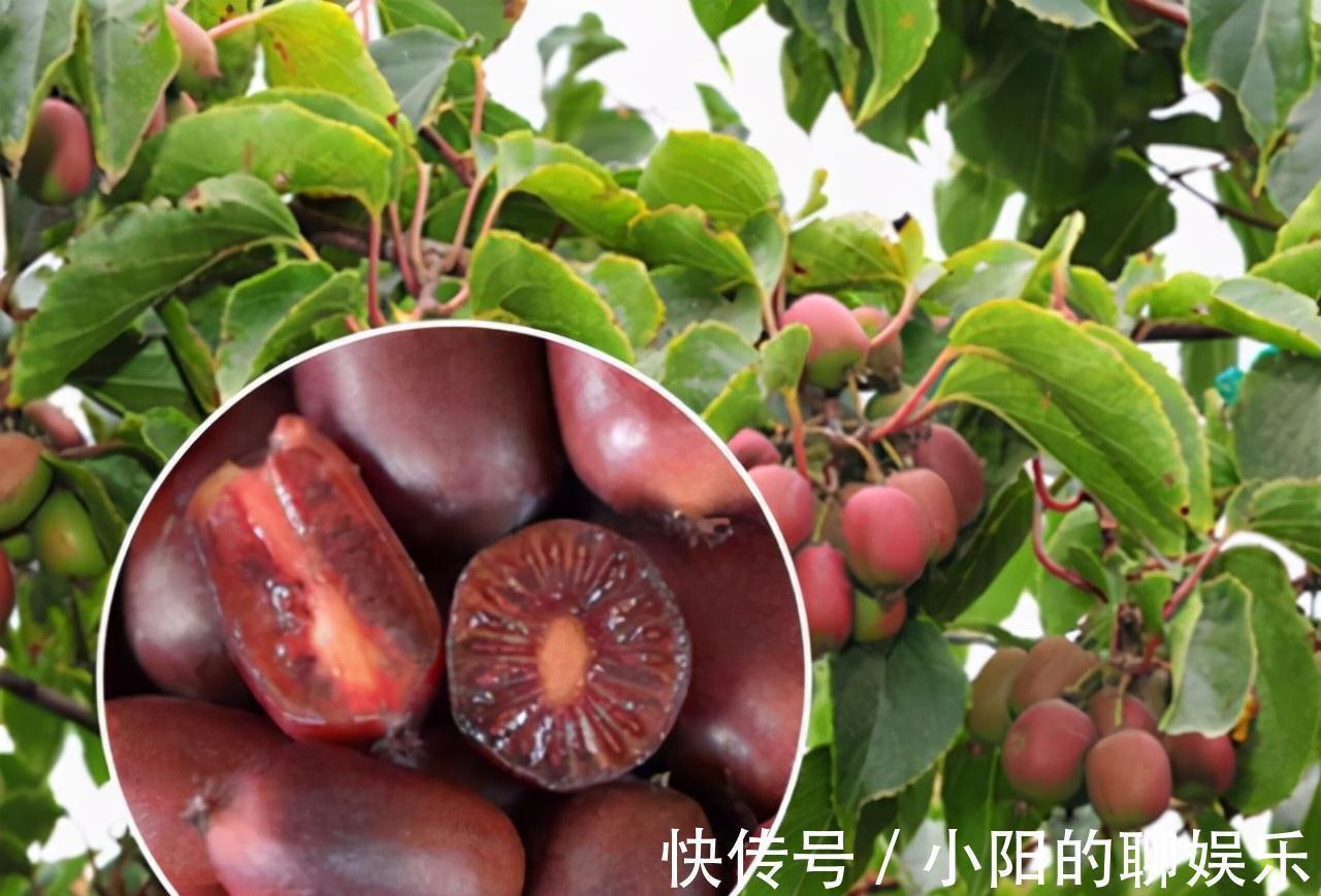 软枣猕猴桃|建议大家,家乡若有这种果树,就保护起来吧,别让人随意采摘