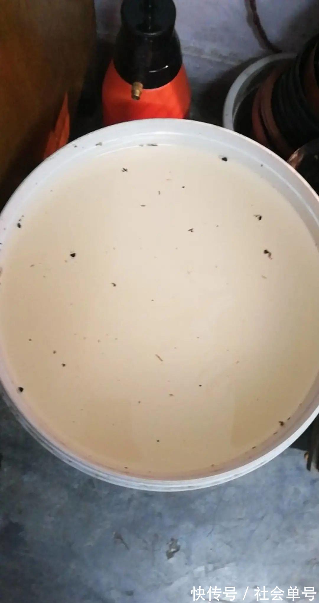 养花|养花技巧:花盆里出现这个,抓紧换盆,不然一浇水就死翘翘