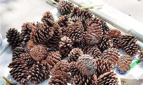 烂根|3种“废物”捡回家,扔花盆里,土肥的流油,养花猛长不含糊