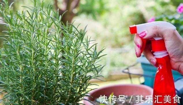 换季期间,给花草浇点“防冻水”,天冷不怕冻死,来年还能长势好