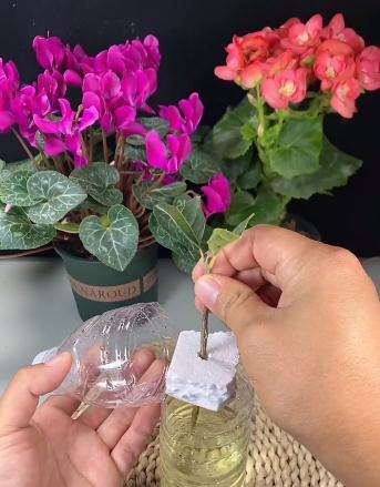 桂花的水培扦插，这样很快就能爆根