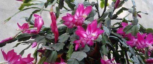 烂根|养花不会养，盆里埋点它，从不烂根，叽里咕噜花开满盆，花团紧簇