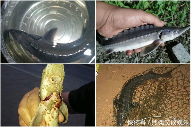 野生|洪水中大量鲟鱼靠岸,各地频繁有人钓获,是中华鲟吗?