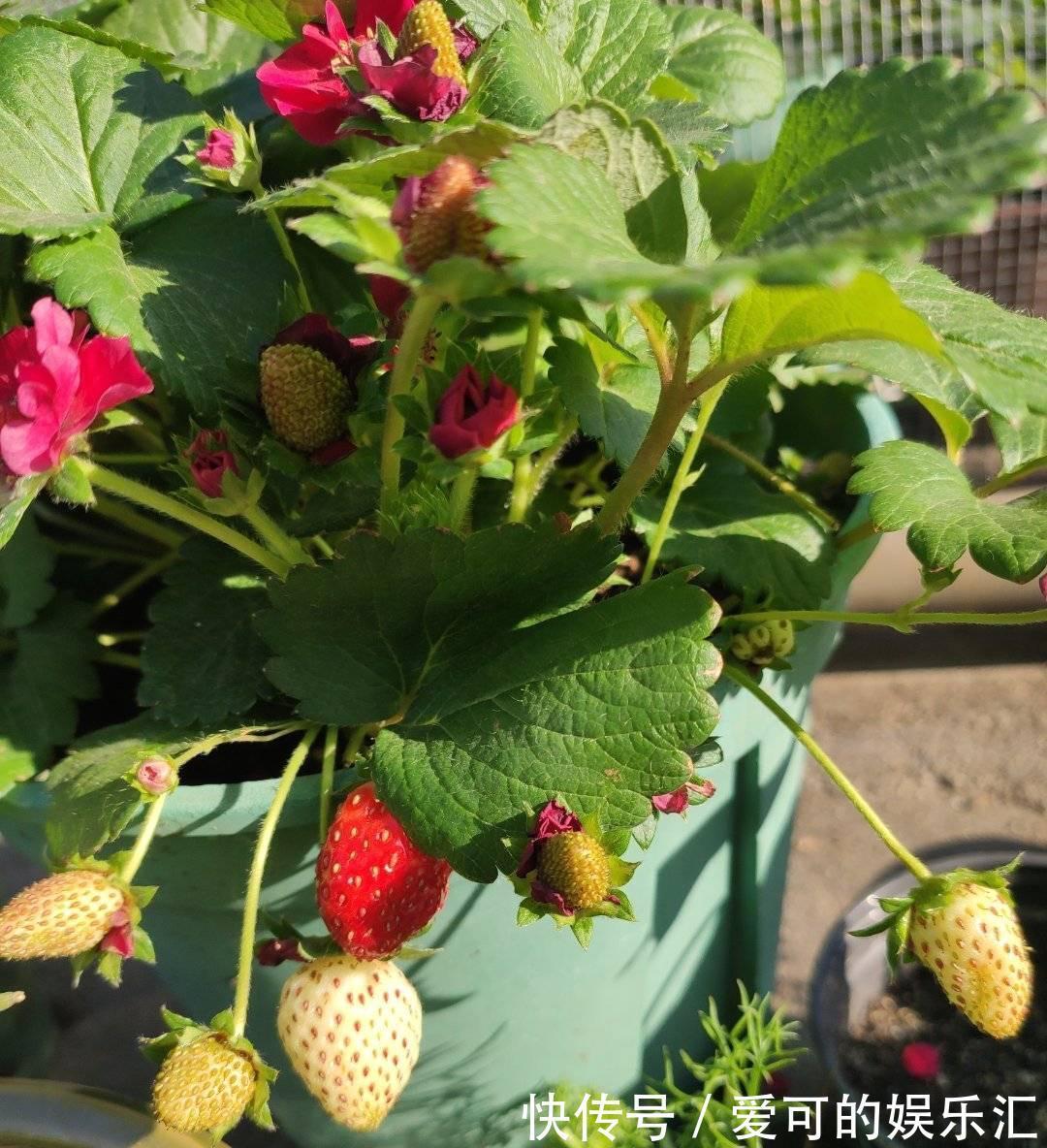 果子|阳台养花也种果,3种水果可盆栽,果子多、味道好、养护简单