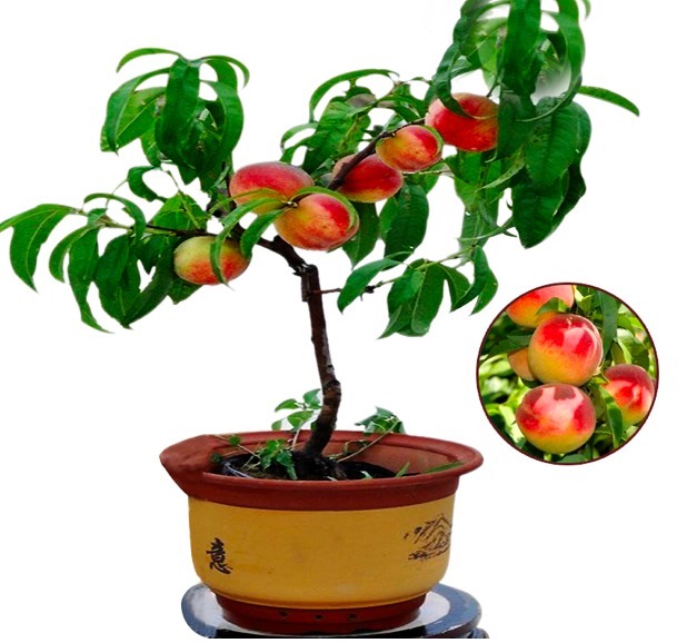 盆景不用买,“2种”水果吃完别扔果核,丢盆里1个月后成美景