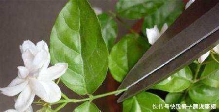 诀窍|养茉莉花,只用了一个小诀窍,花开的又多又香,太赞了