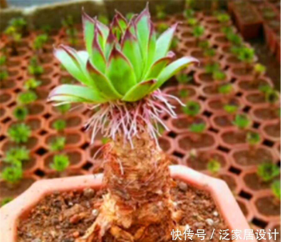 多肉|5种最漂亮的多肉老桩,色彩绚丽造型美,第5种号称“老桩之王”