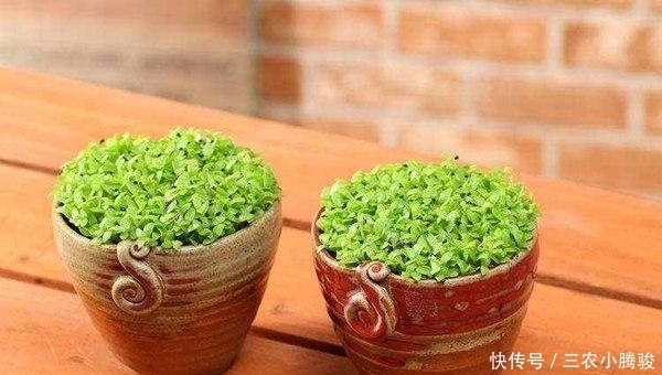  花多果|盆栽火龙果花多果多得这么管!