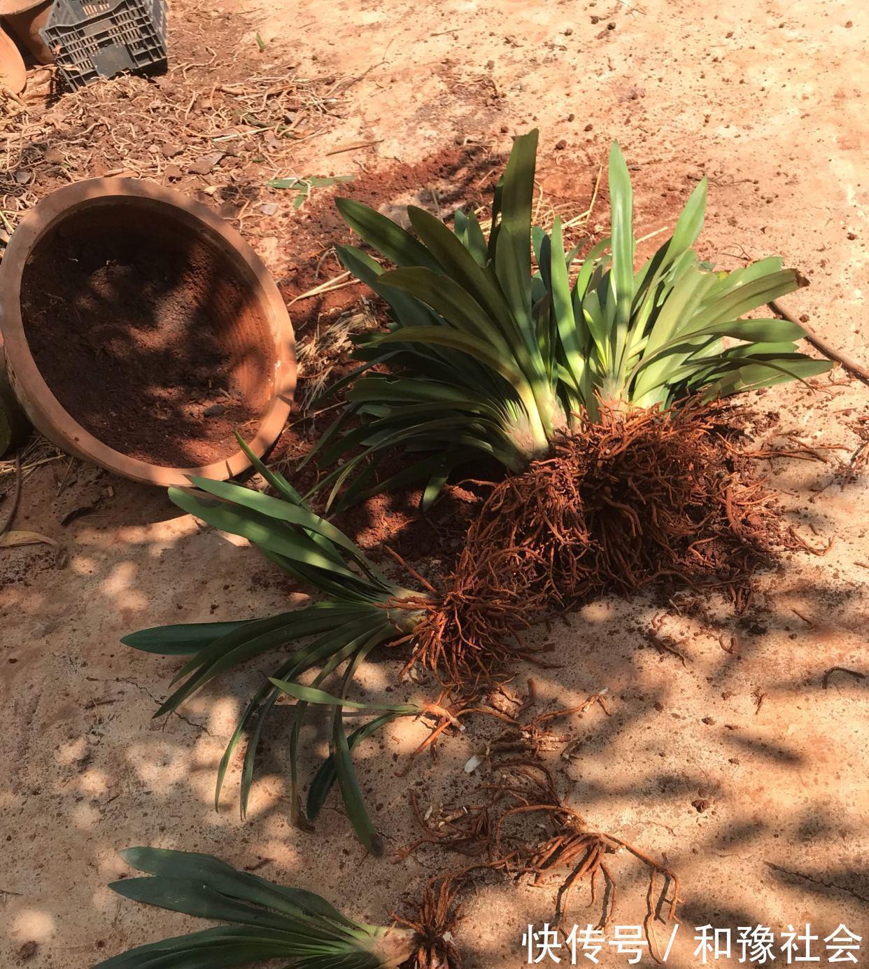 花盆中一旦发现“它”，别犹豫抓紧翻盆换土，否则花儿活不长久