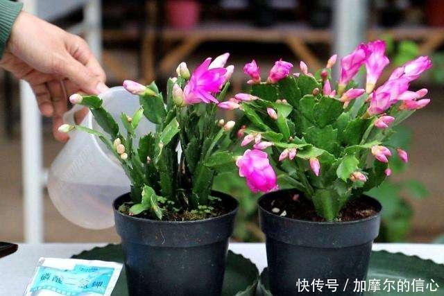 11月养蟹爪兰,用上3个狠招,一个叶片冒5个花苞,特喜人