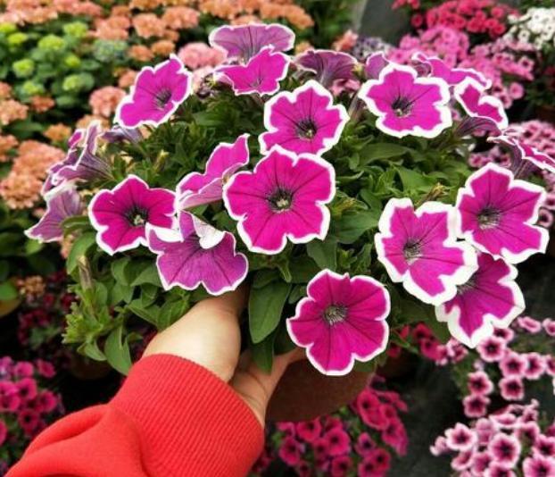 喜阳光充足的“4种花”,多晒太阳,株型饱满、花大色艳开爆盆