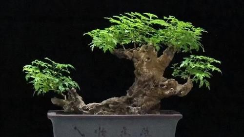 荆棵盆景怎么做？
