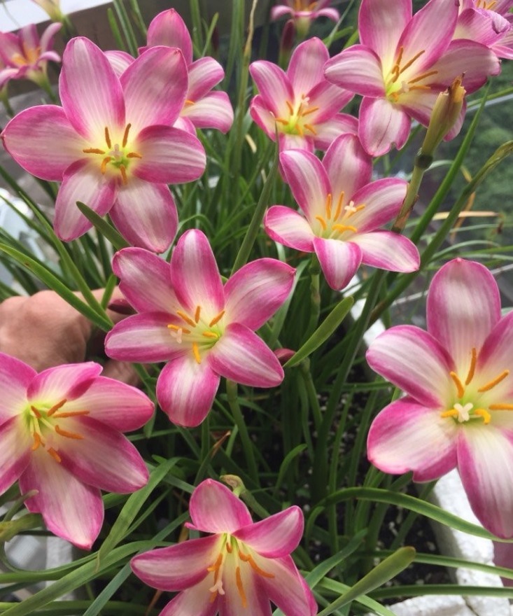 “5种花”是爆盆能手，好养易活，直接开成“花海”，太美了！