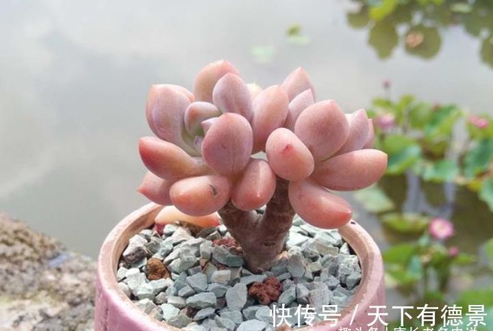 肉友|秋老虎为什么容易伤多肉？因为它冷峻的外表下藏着一颗炽热的心