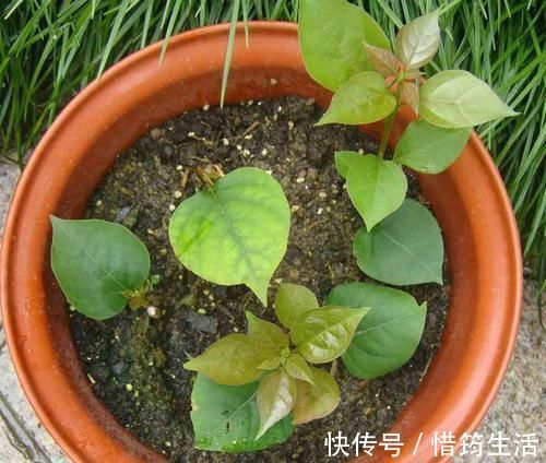 三角梅扦插总不活？吹口仙气，成活率翻倍，20天冒新芽